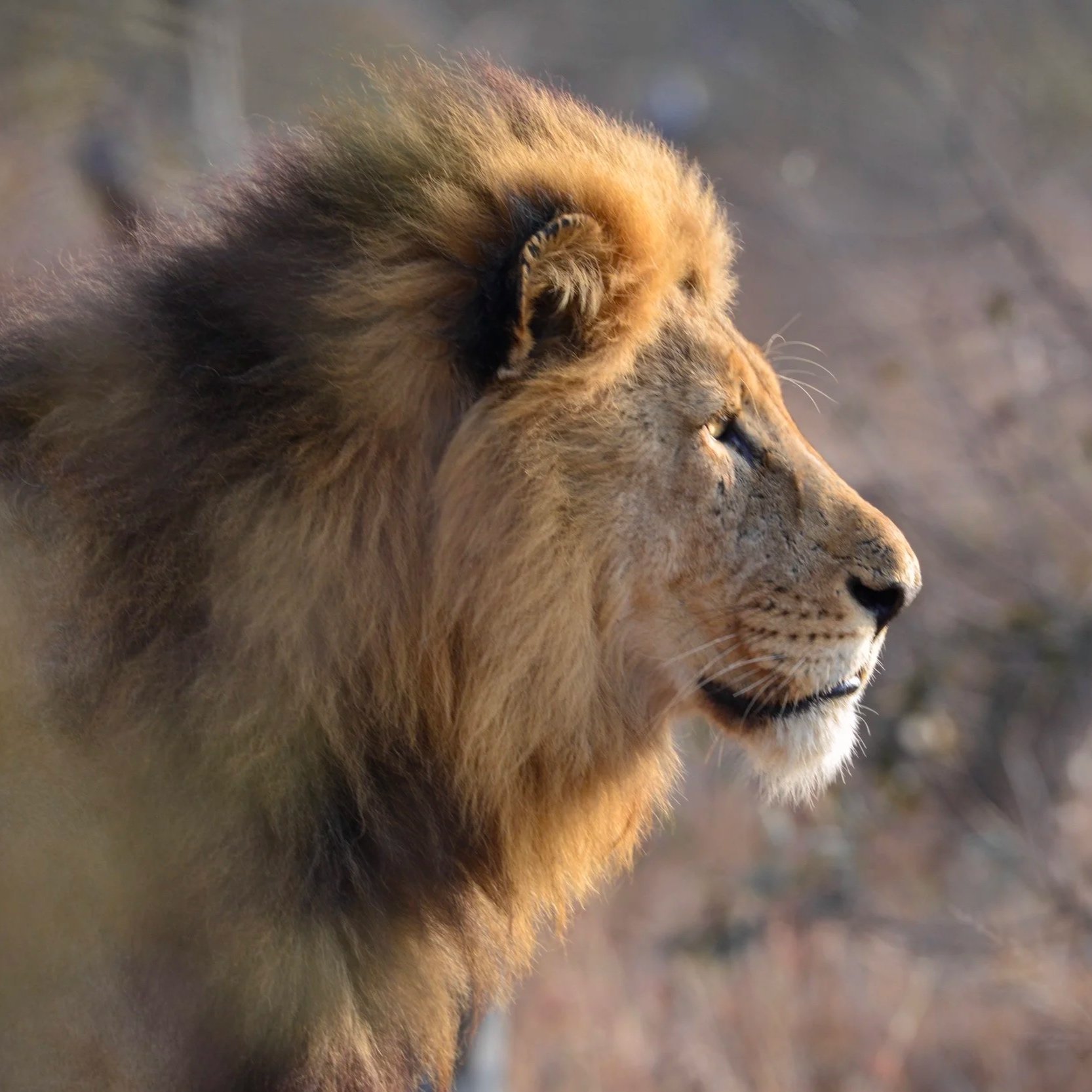 Male Lion photographed in the Timbavati Private Nature Reserve, South Africa