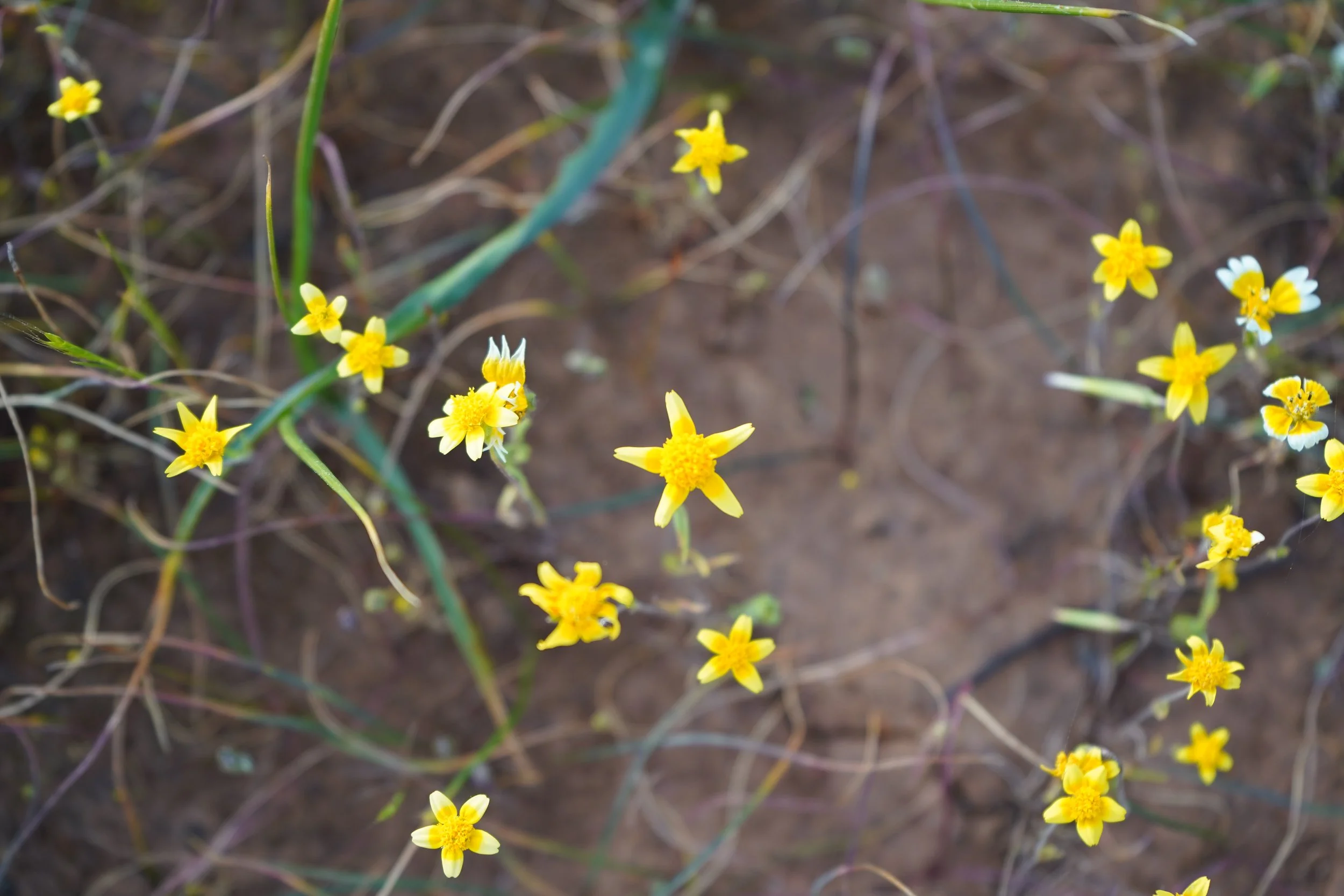 DSC03875.JPG