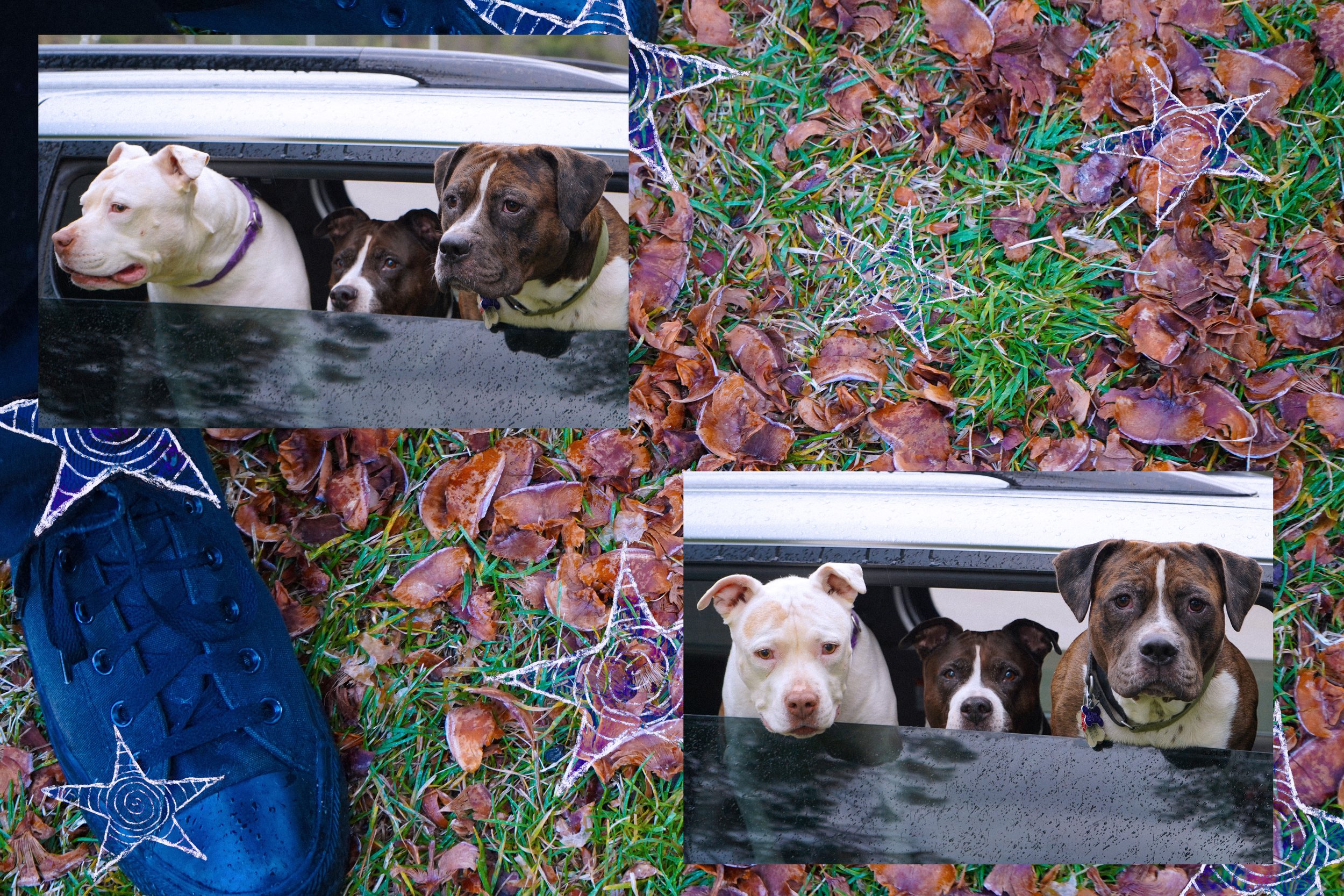doggos-at-shasta-dam.jpg