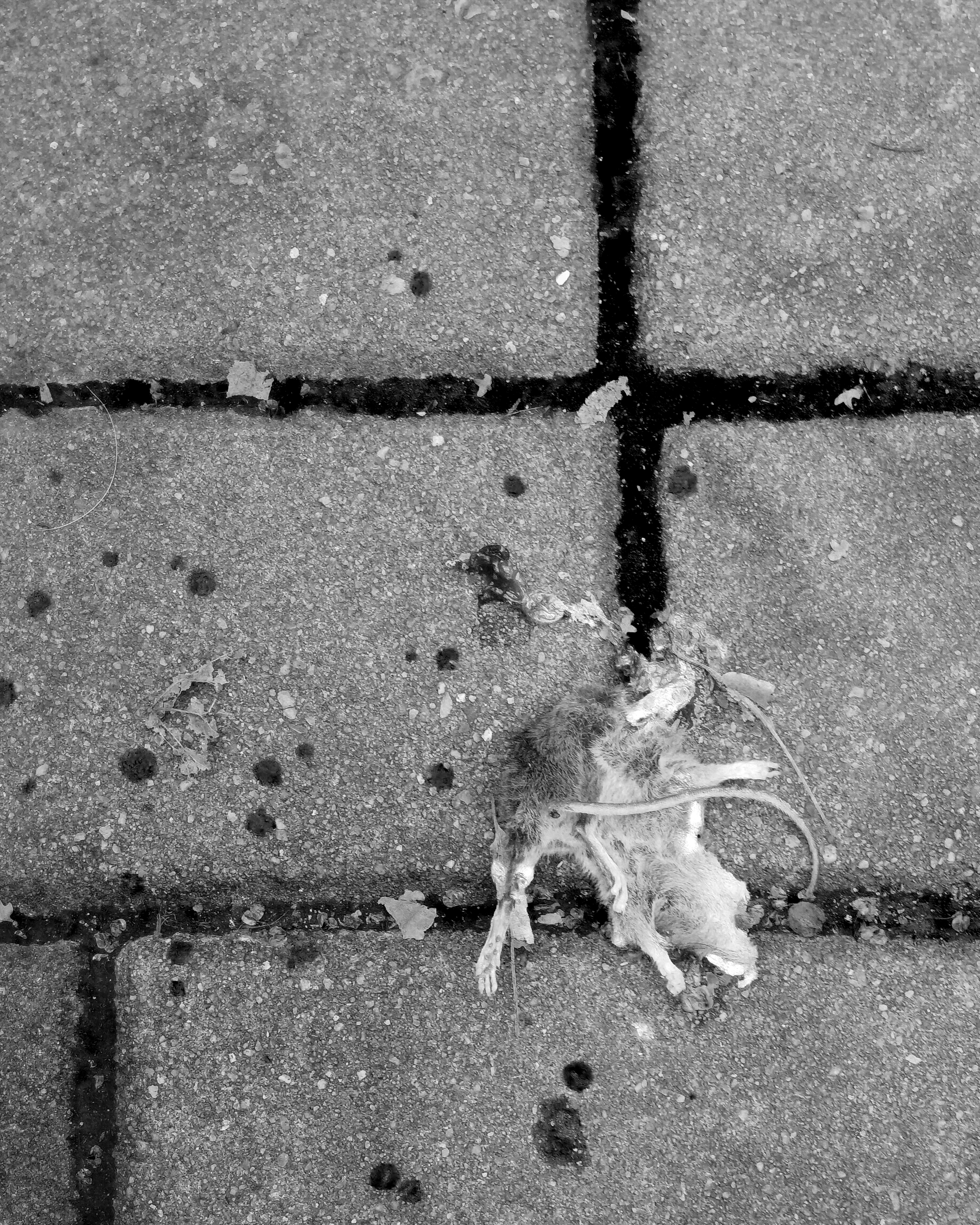 A dead animal lying on a concrete sidewalk.