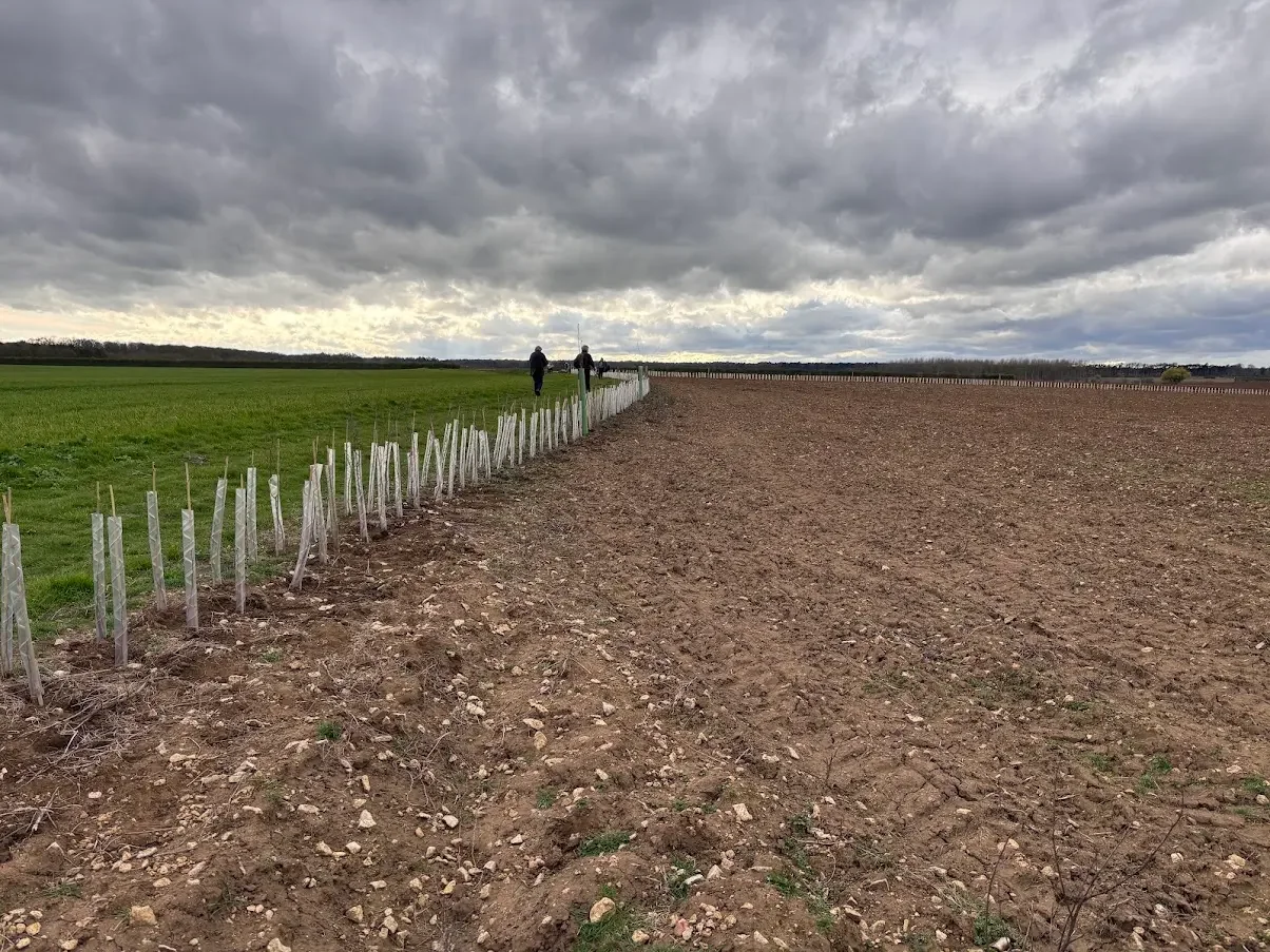 New hedge planting in protective guards along the boundary of a cultivated field