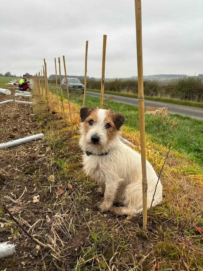 Pancho the dog sitting beside young hedge plants and planting stakes