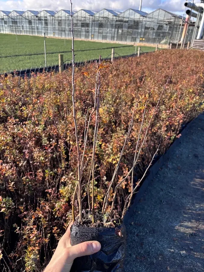 Young hawthorn plants held in front of nursery growing beds
