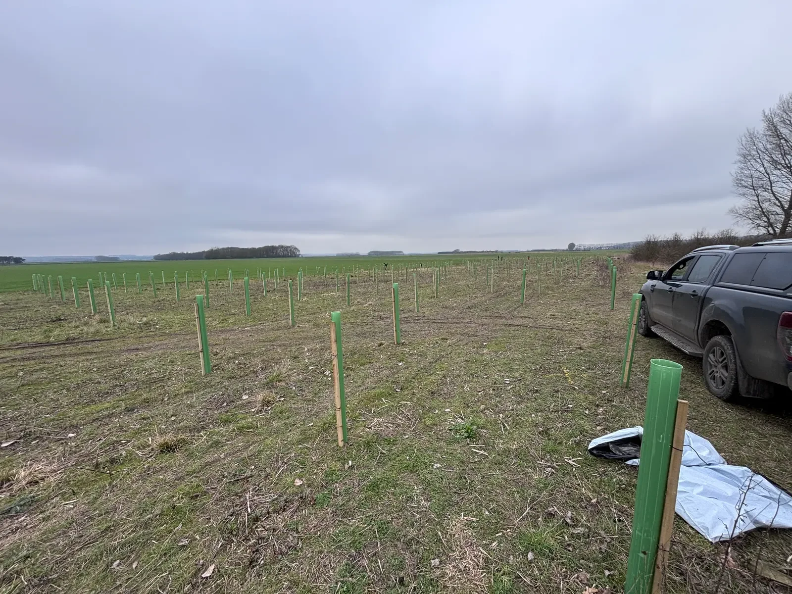 Rows of newly planted trees in green guards across an open field