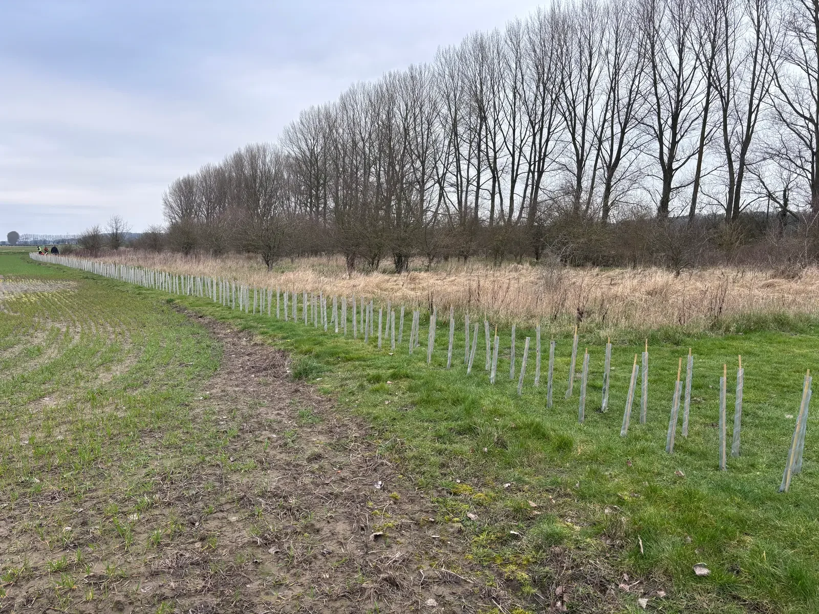 Young hedgerow plants in protective guards along a field margin beside mature trees