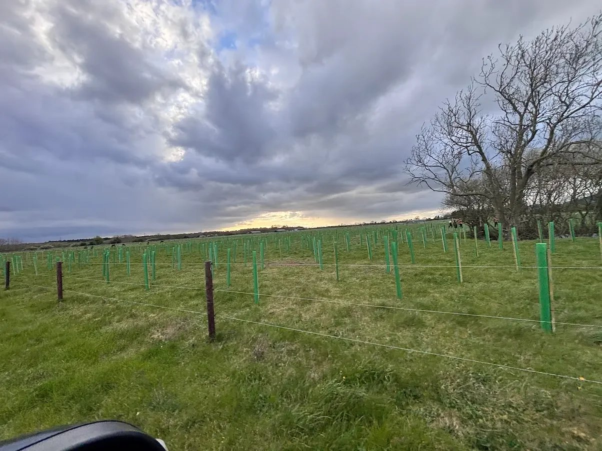 New woodland planting with green tree guards across a grass field