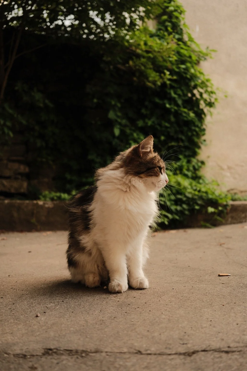 Övrigt | Katt som sitter utomhus