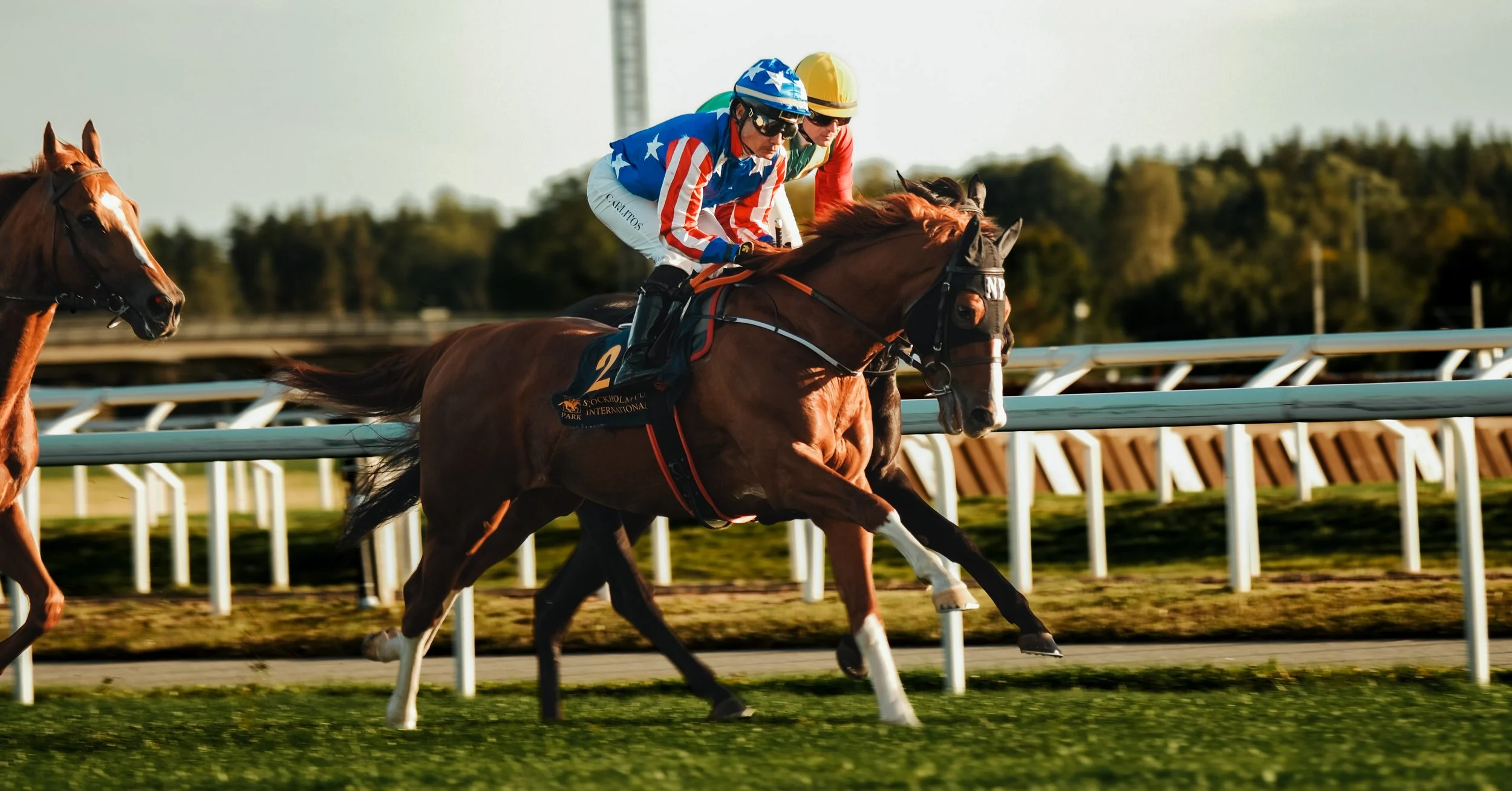 Övrigt | Flera galopphästar tävlar sida vid sida
