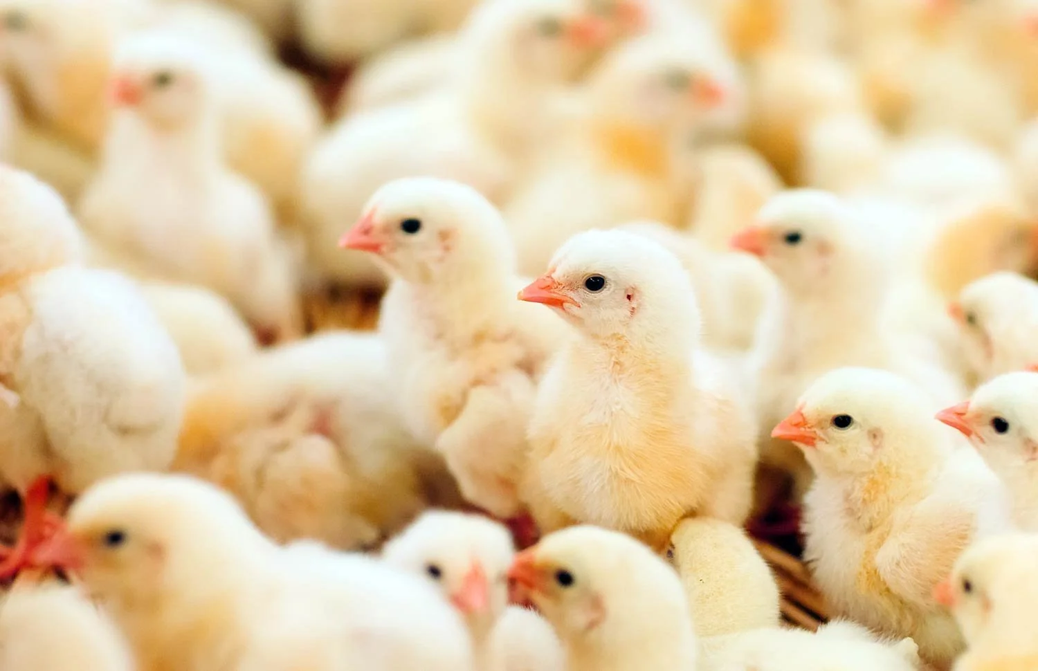 Prairie Livestock Health Services Expands into Poultry