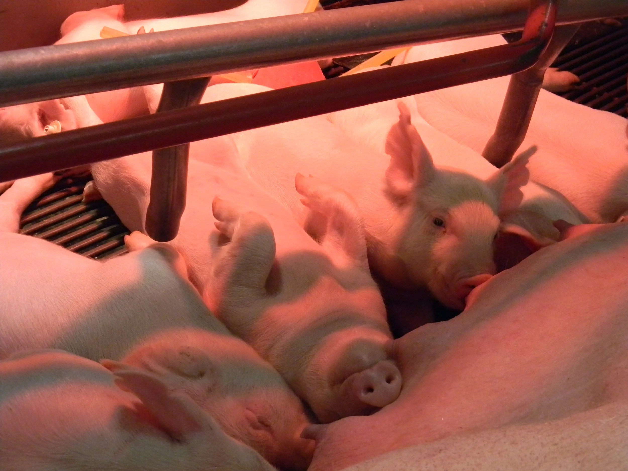 Piglets huddled together under a red heat lamp in a farrowing pen