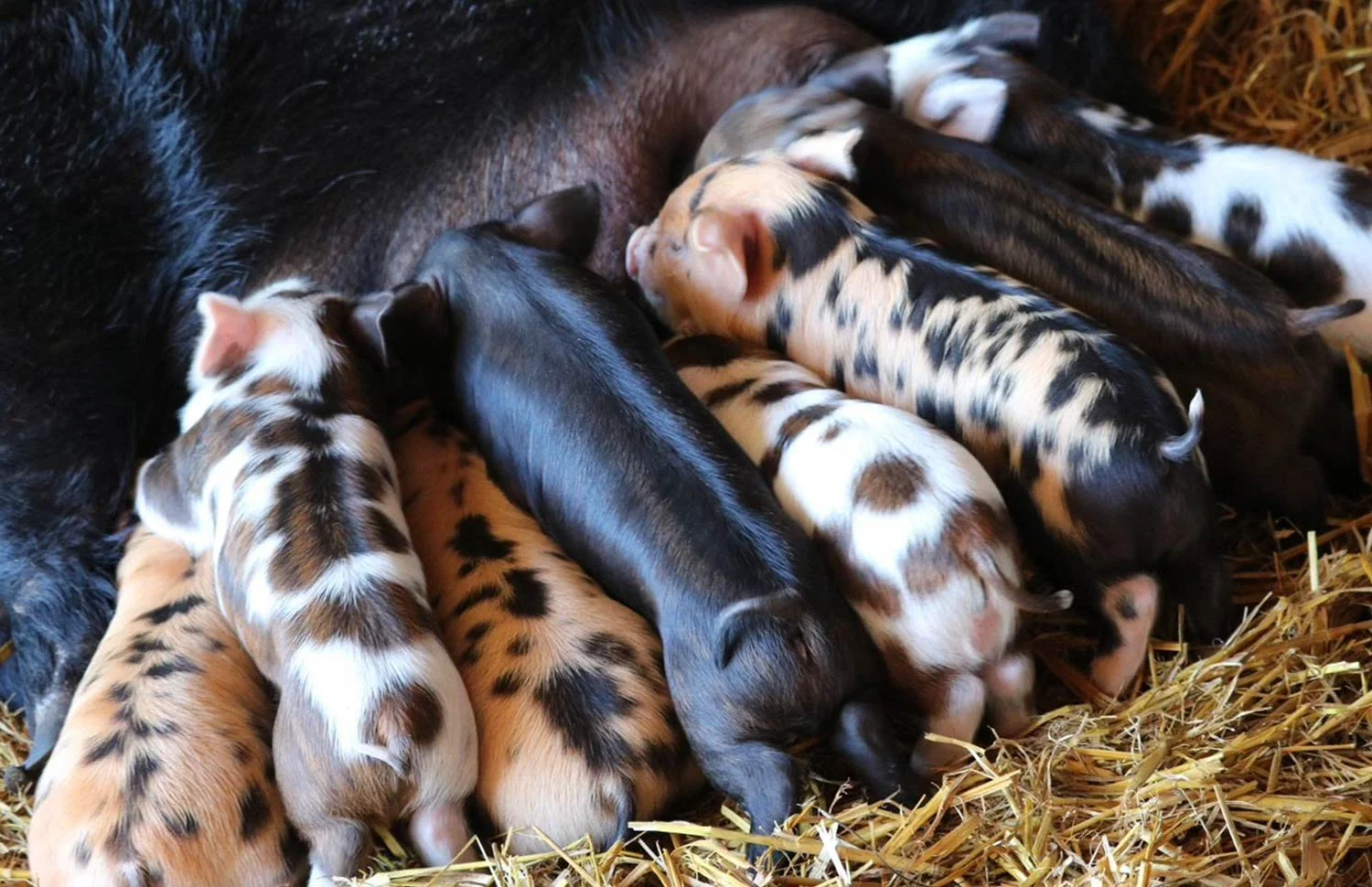 Pelvic Organ Prolapses in Sows