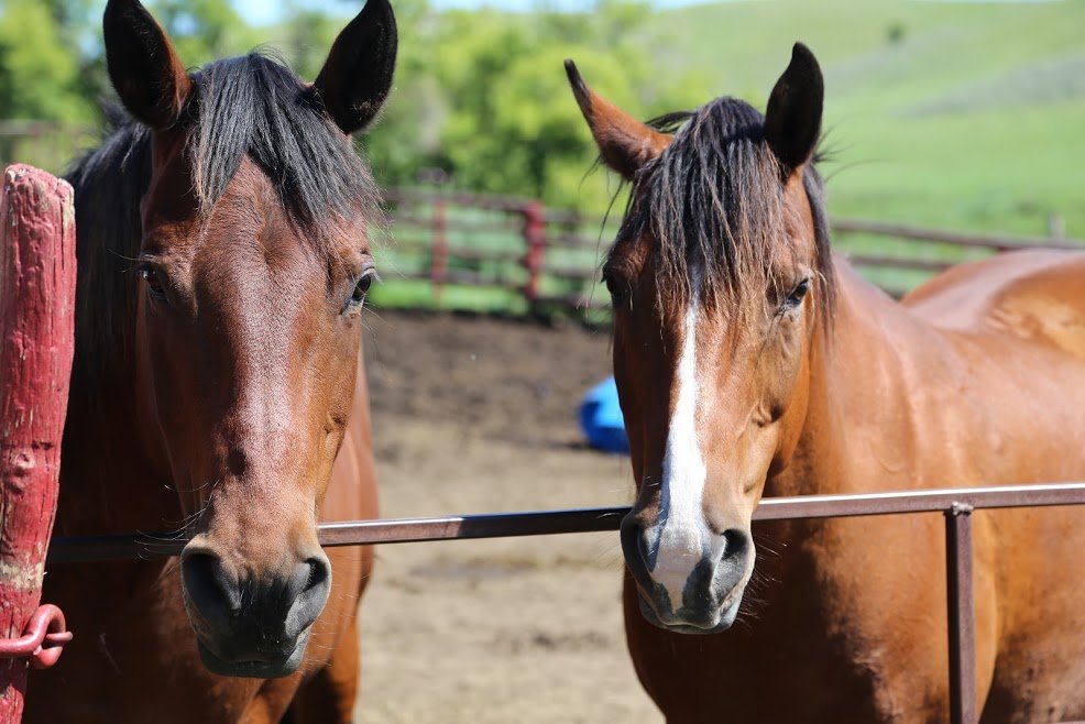 Two brown horses standing behind a ranch fence in a sunny pasture
