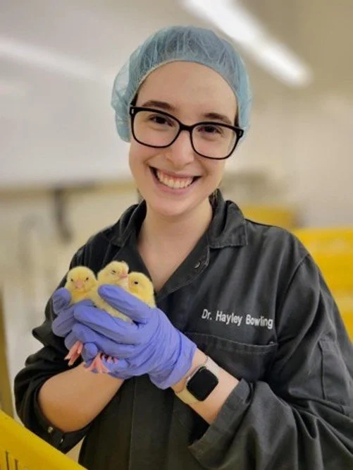 Smiling veterinary professional in protective clothing and gloves holding three yellow ducklings.