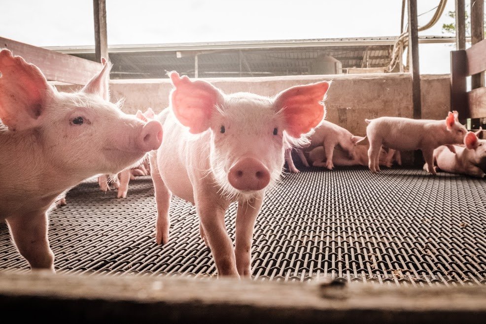 Piglets standing and resting on a slatted floor inside a pig barn