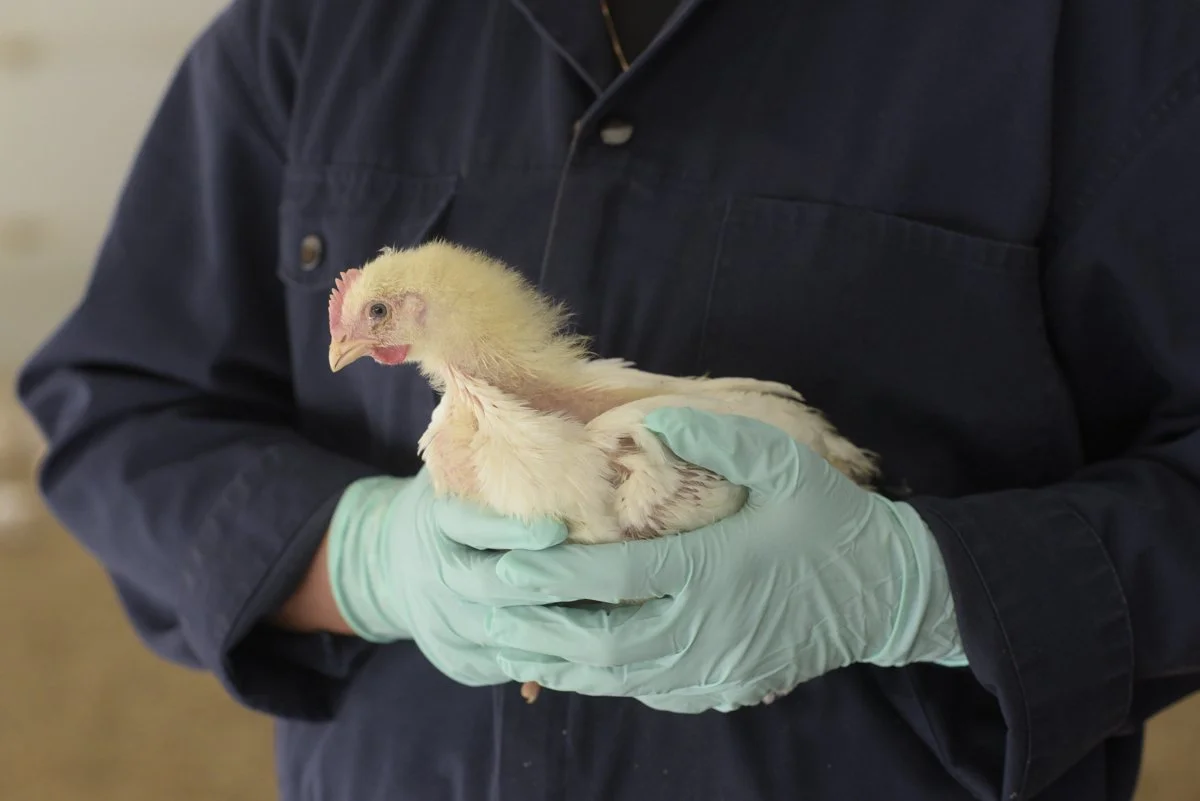 Veterinarian wearing gloves holds a young chicken for examination.
