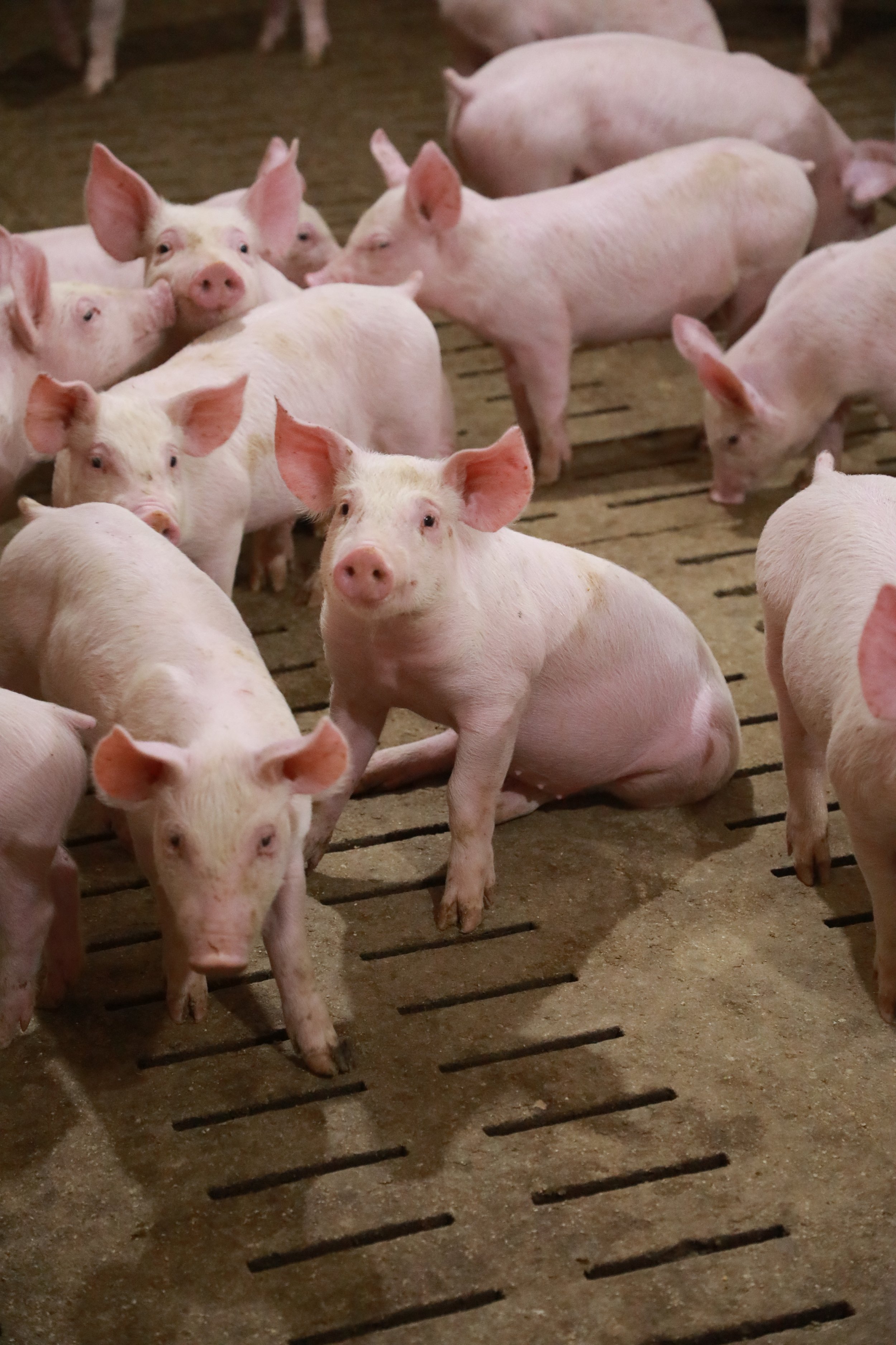 Group of pink piglets standing on a slatted barn floor