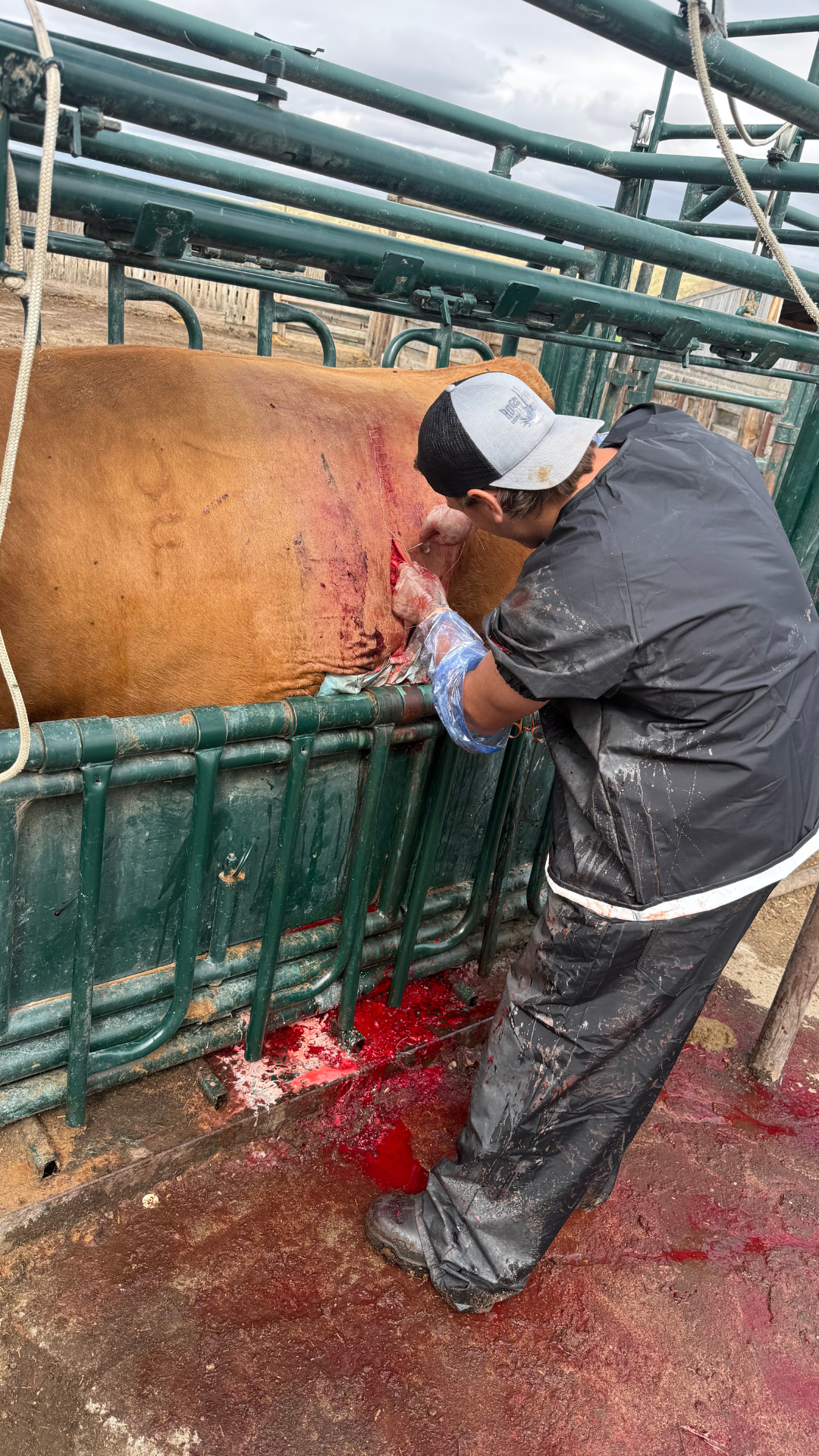 Ranch worker performing a veterinary procedure on a cow in a cattle chute.