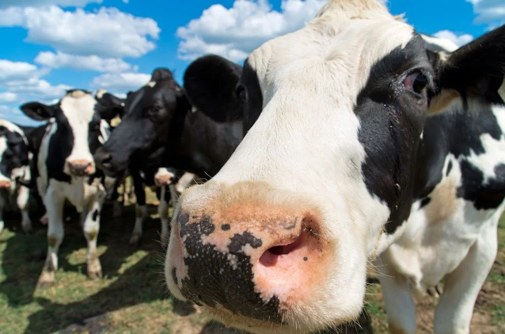 Close-up of a Holstein cow with a herd of cows under a blue sky