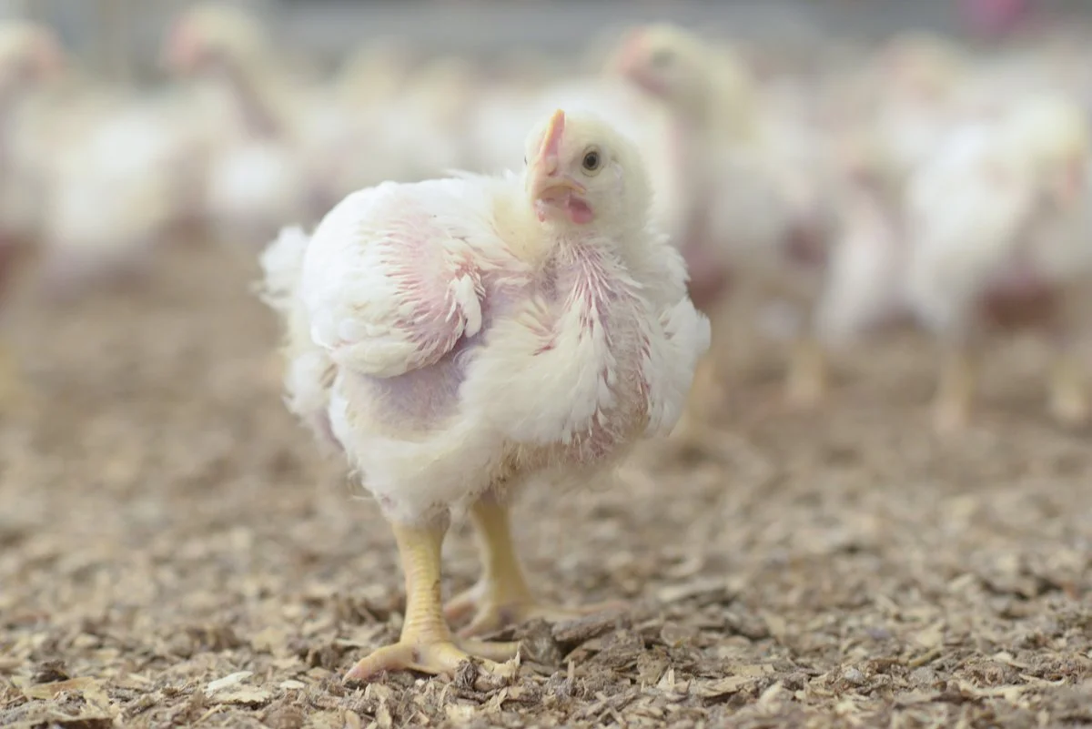 Young white chicken standing on wood-chip bedding in a poultry house