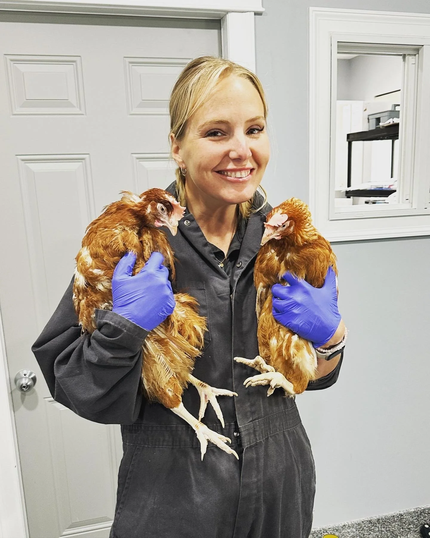 Smiling woman in protective gloves holding two brown hens indoors