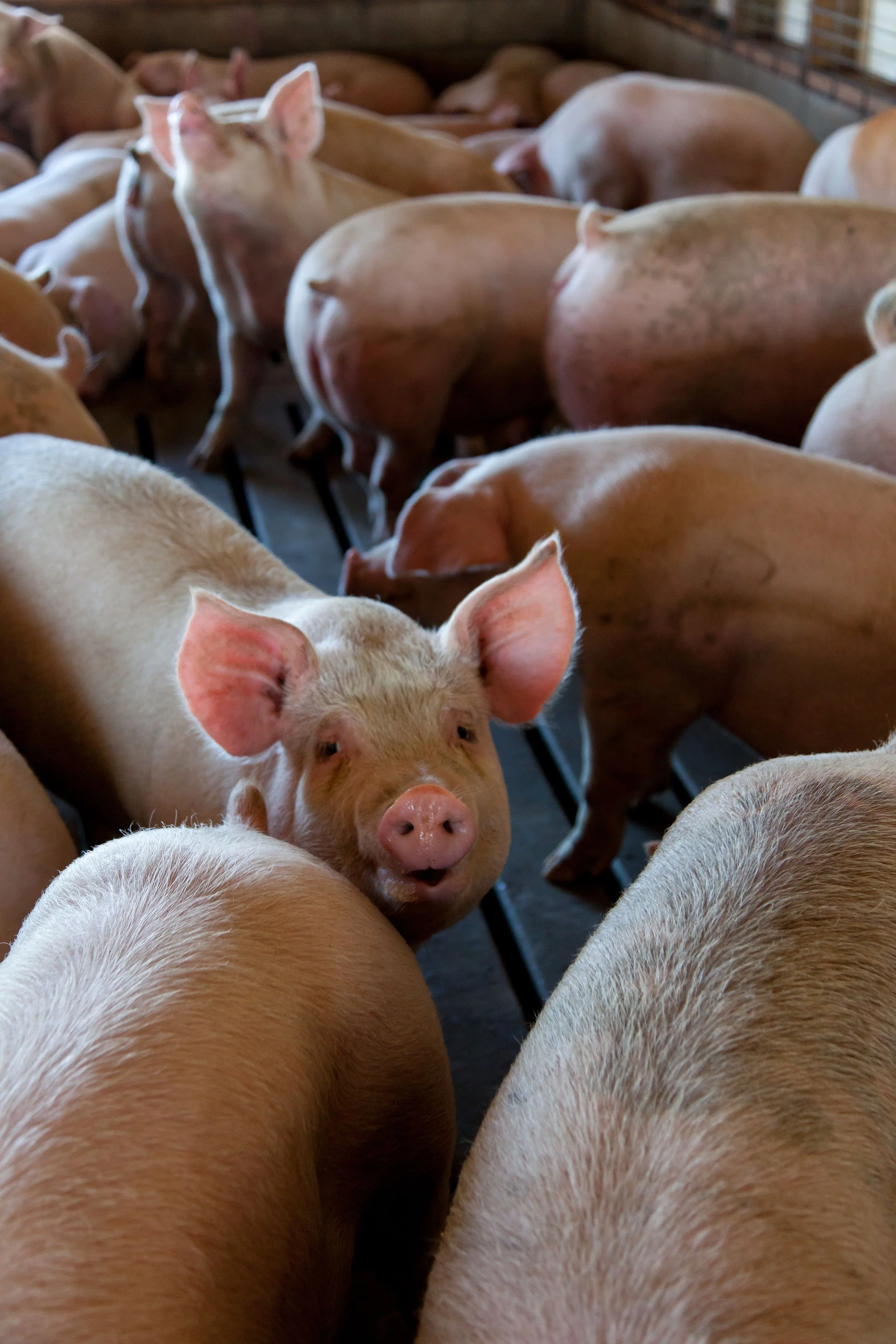Close-up of a piglet surrounded by other pigs in a barn