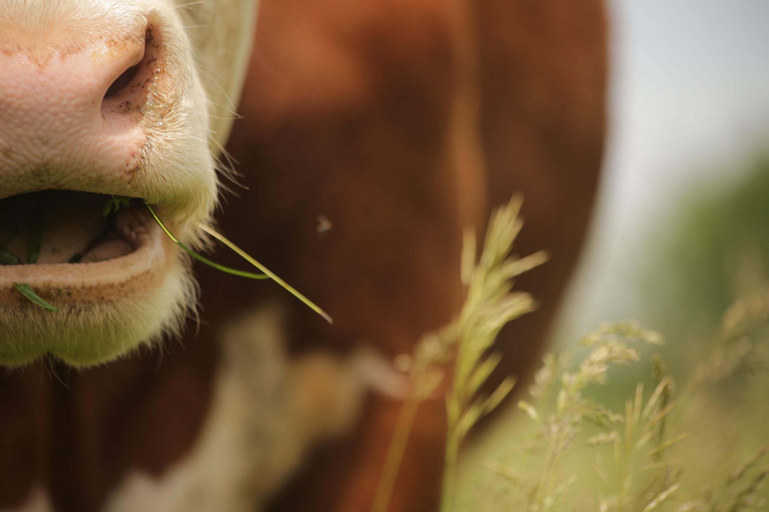 Close-up of a cow chewing grass, with its muzzle and whiskers in focus