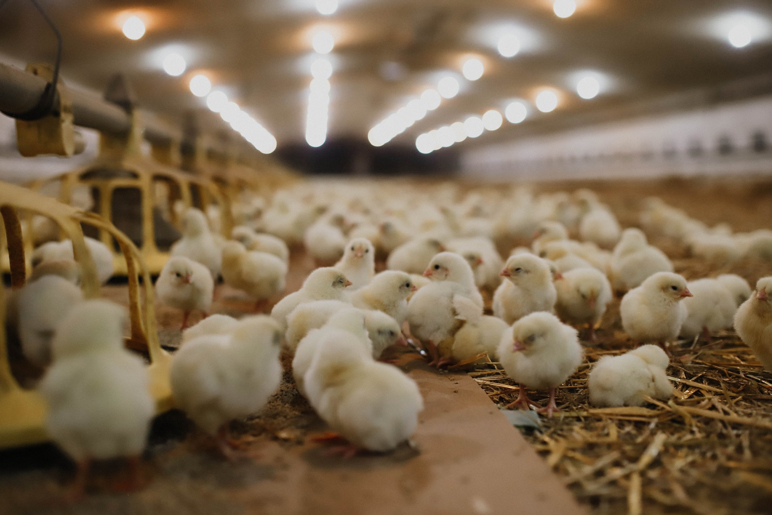 Crowded poultry farm filled with white broiler chickens under overhead lights