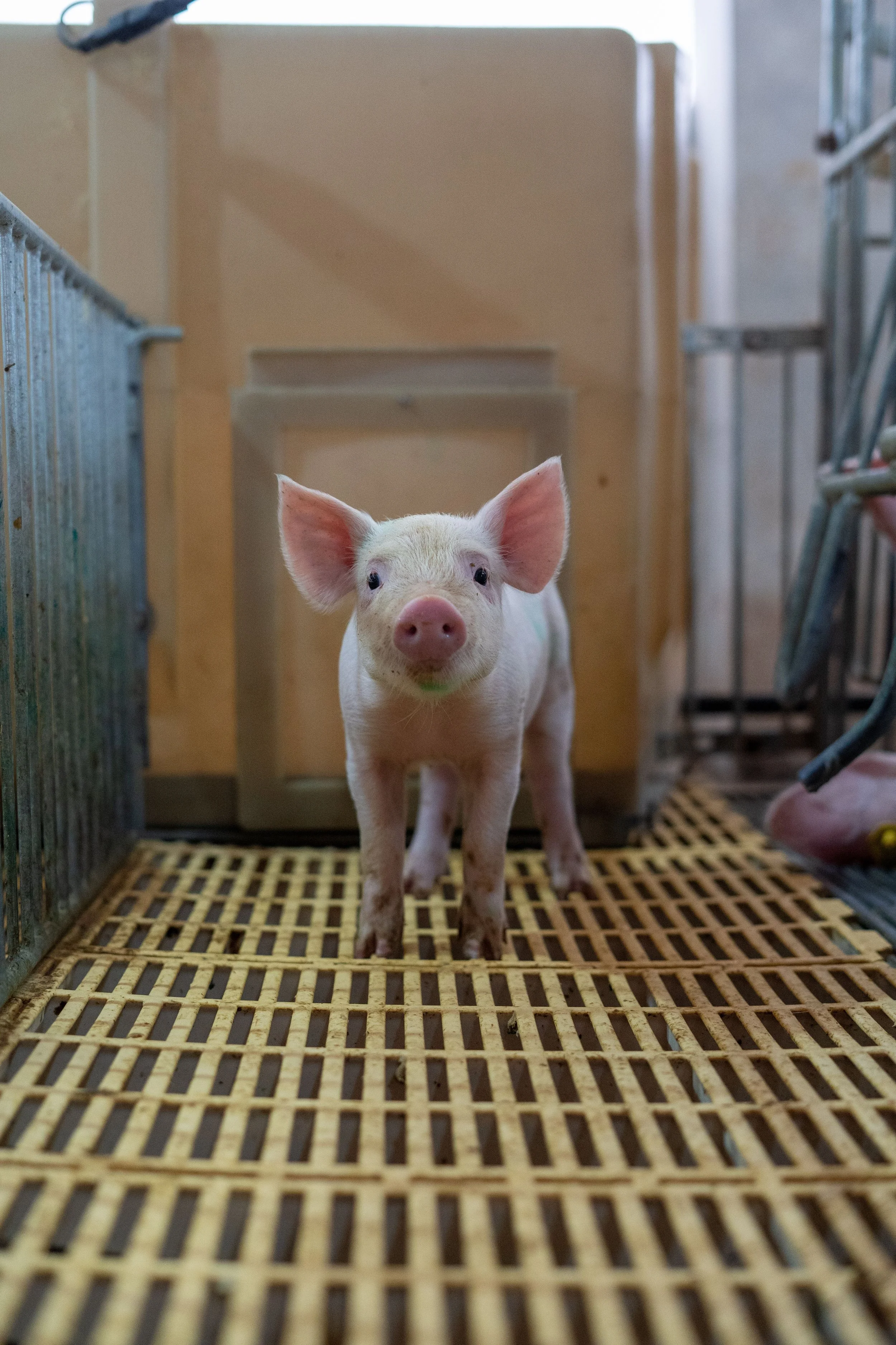 White piglet standing in a barn enclosure on a slatted floor