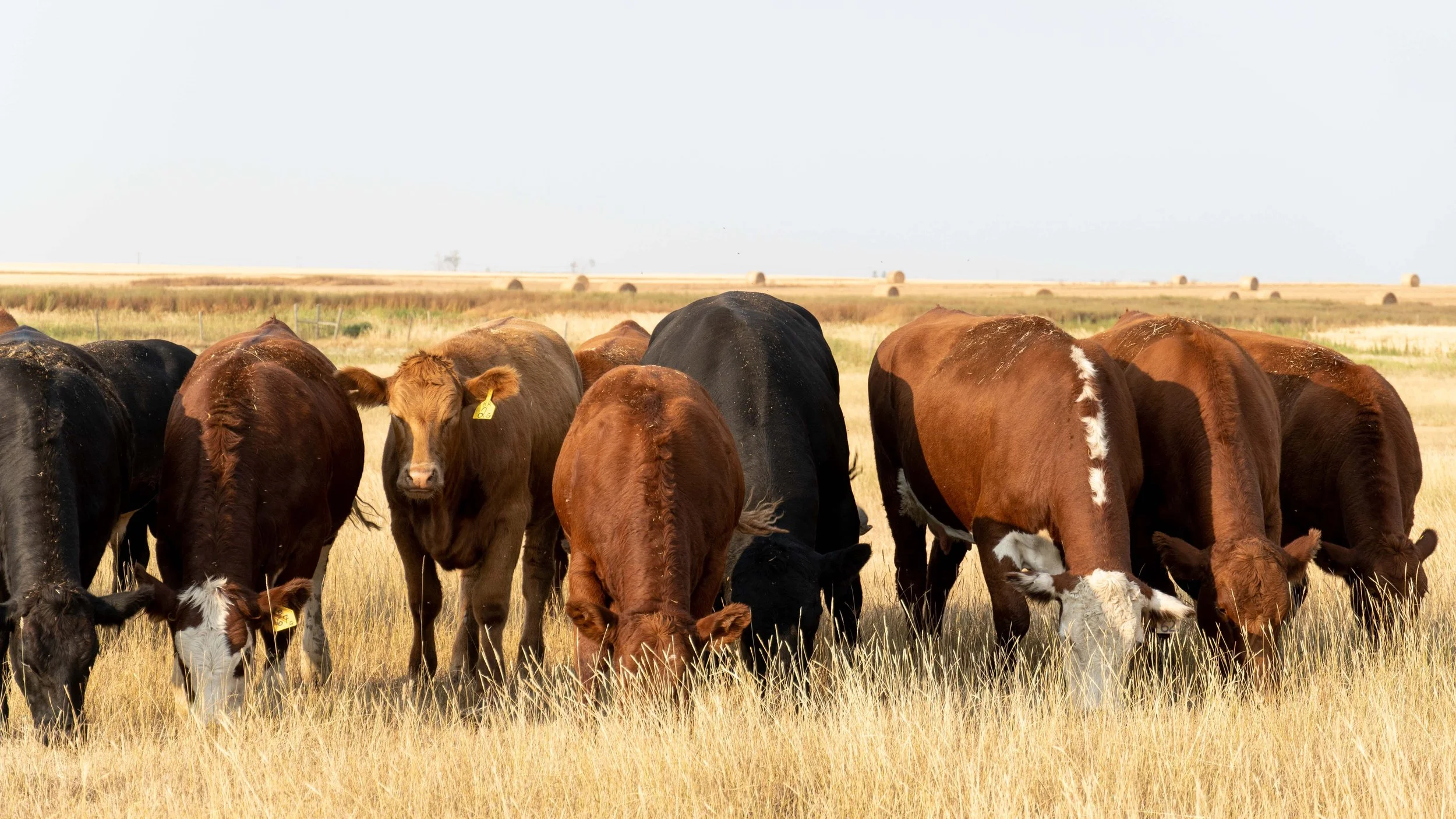 Herd of cattle grazing in a dry grass pasture with hay bales in the background