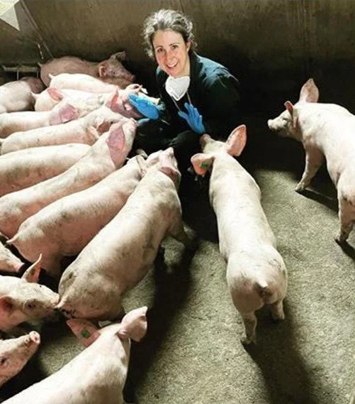 Veterinarian in blue gloves surrounded by piglets in a barn
