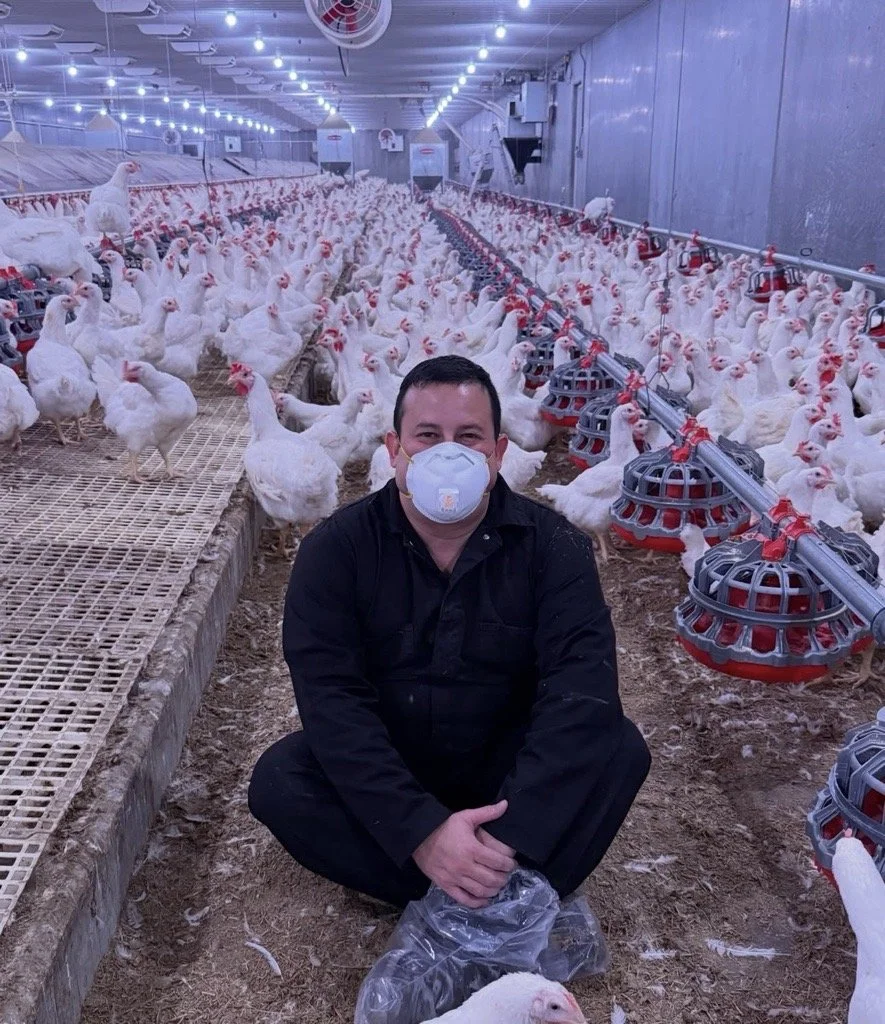 Masked man sitting inside a commercial poultry house surrounded by white chickens and feeding equipment