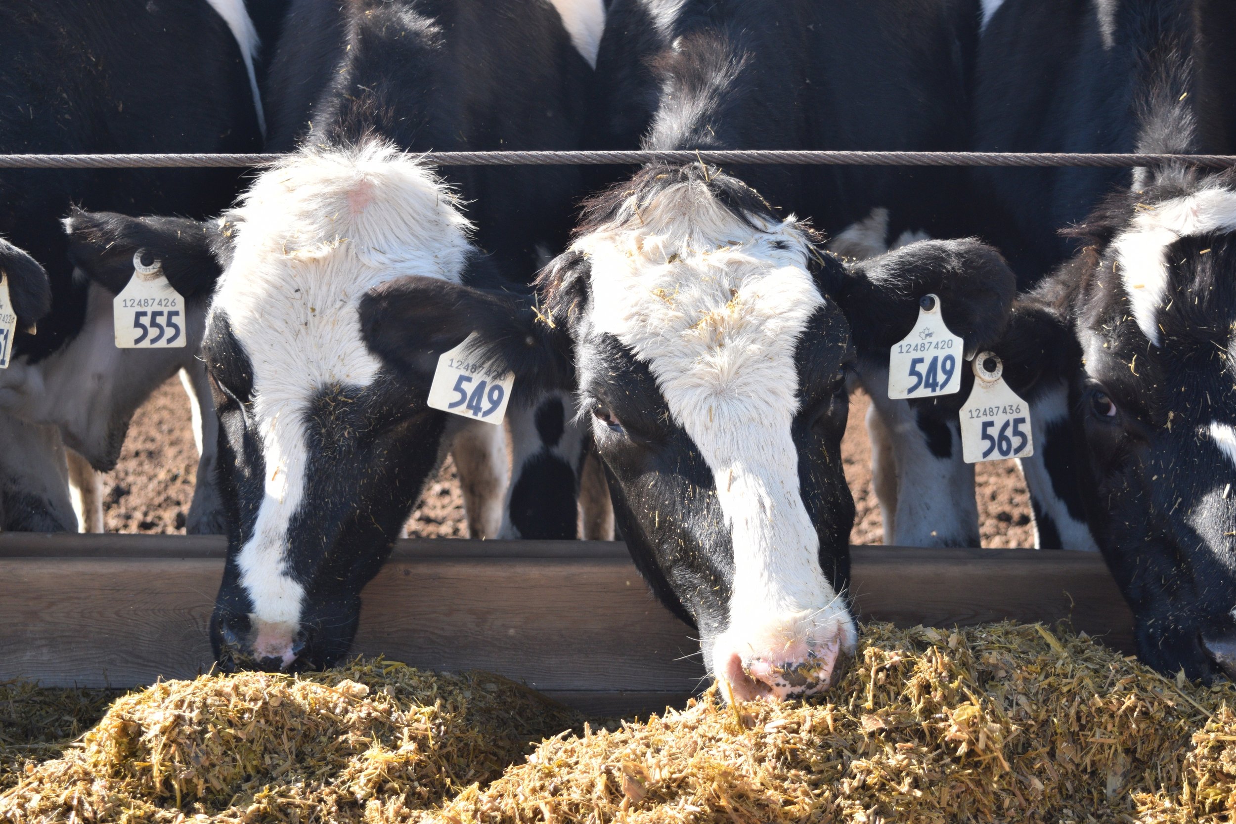 Black-and-white calves with identification tags eating feed from a trough
