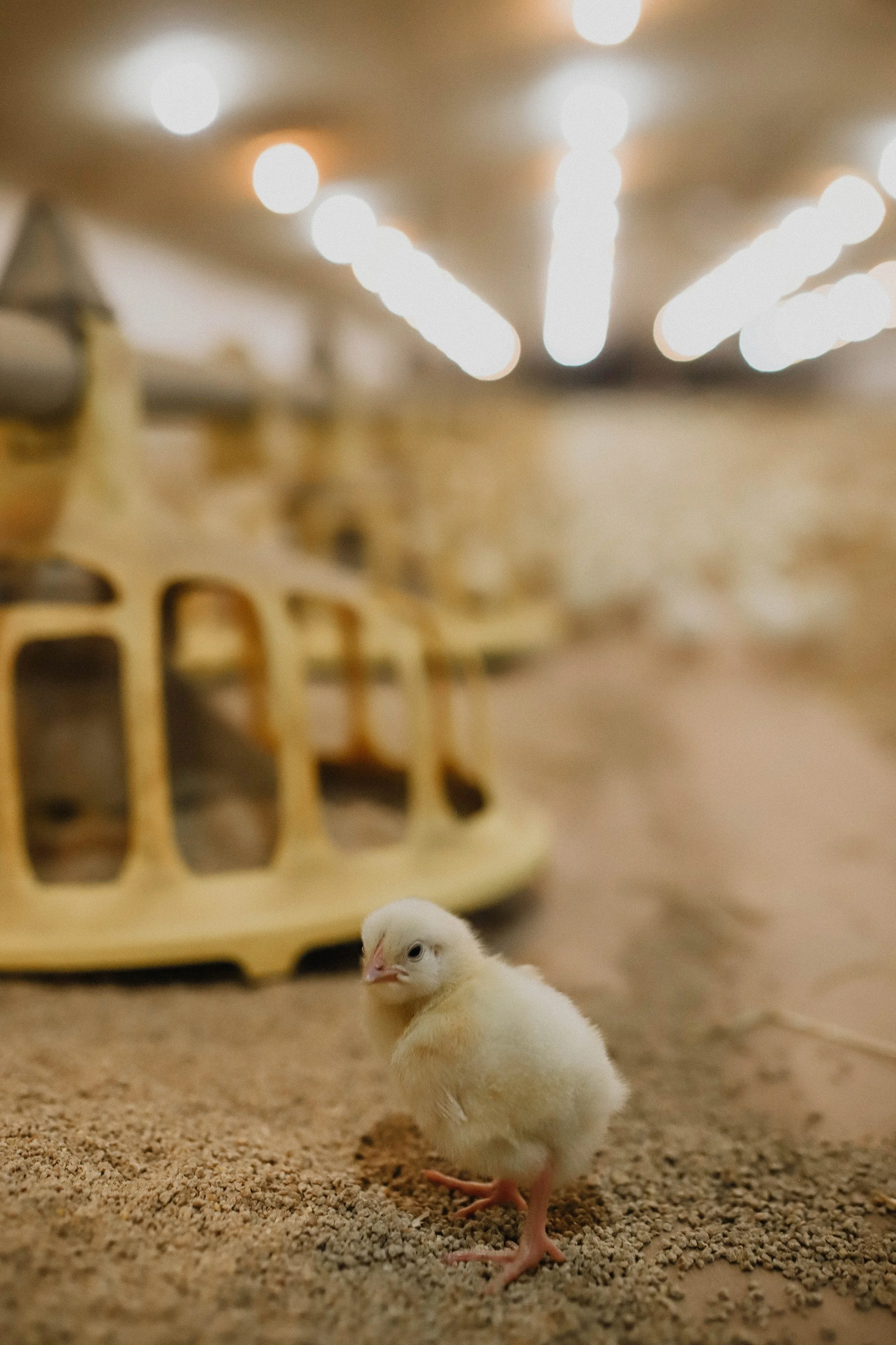 White chick standing on wood shavings in a brooder beneath warm heat lamps