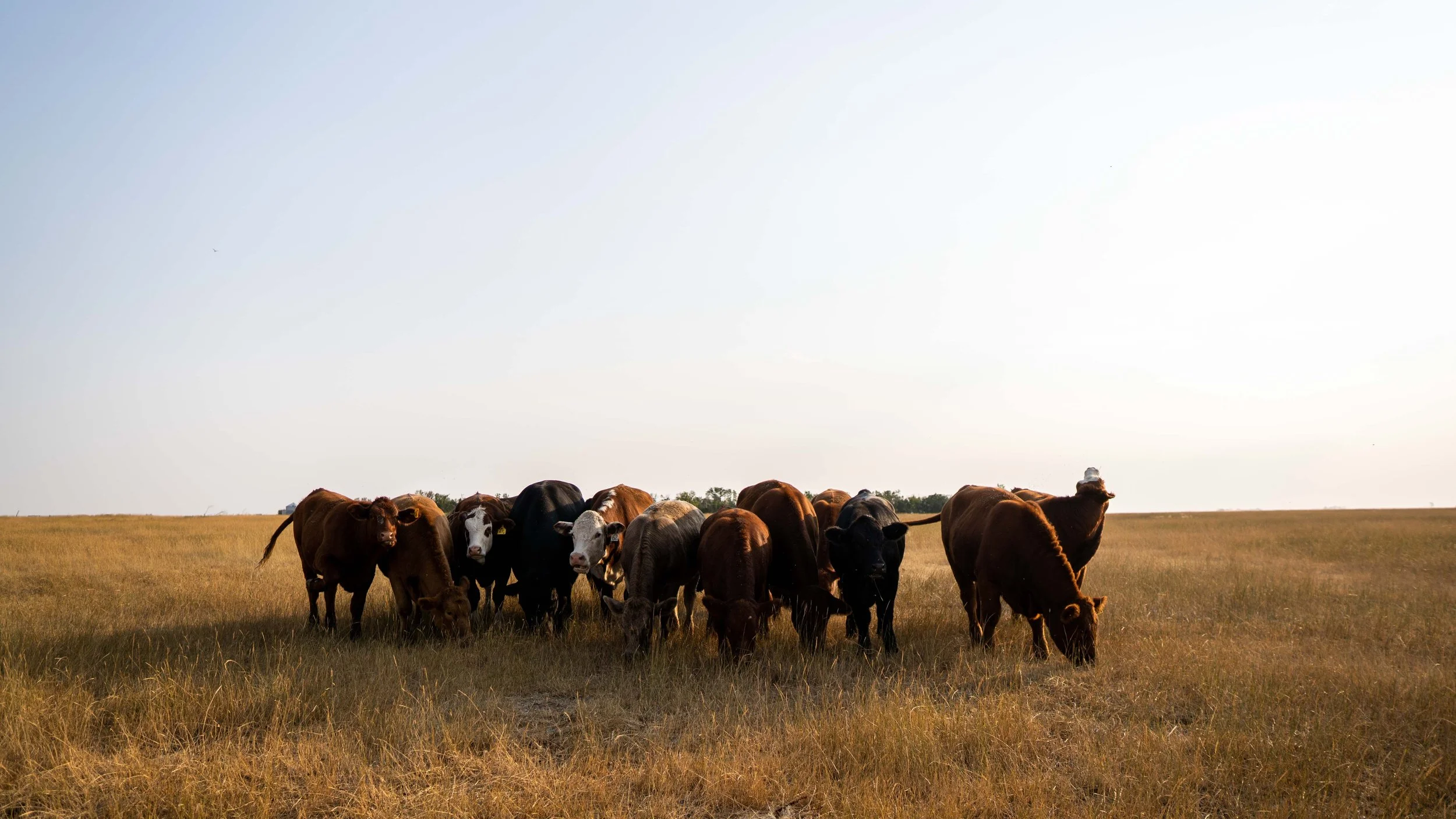 Herd of cattle standing in a dry grassland pasture beneath a bright sky