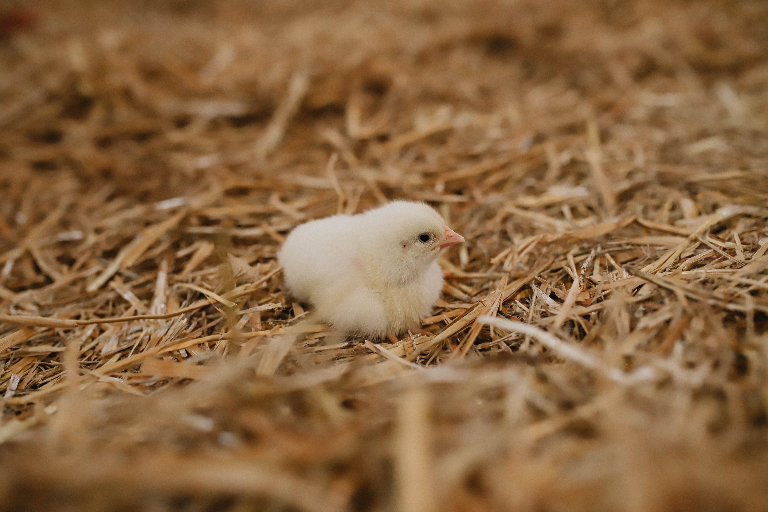 White chick resting on straw bedding