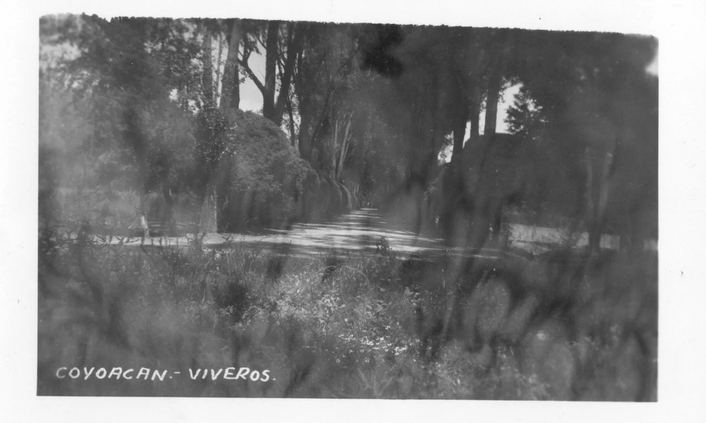 Viveros 2.jpg