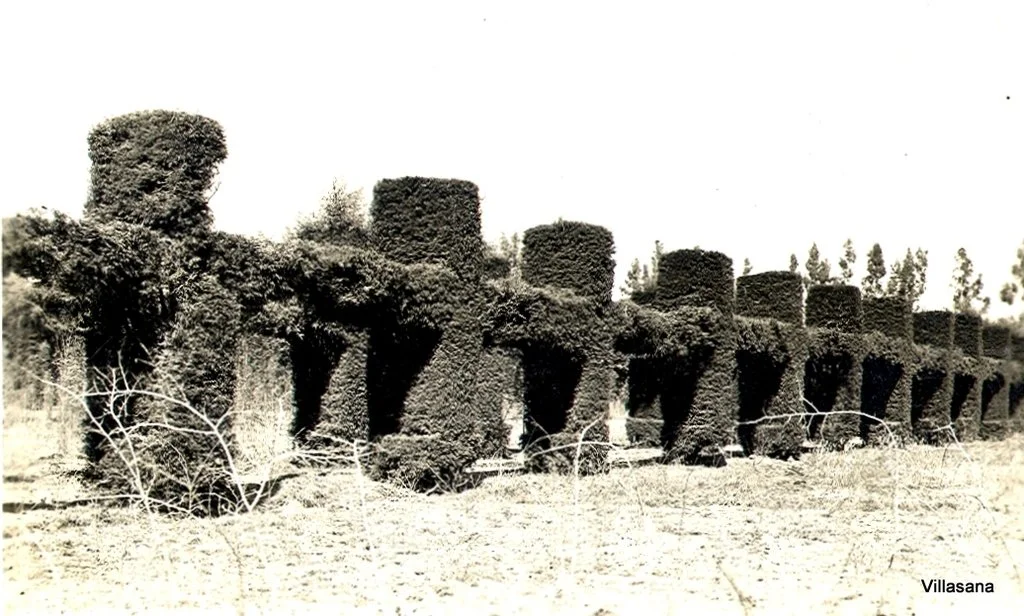 Coyoacan Viveros 4.jpg