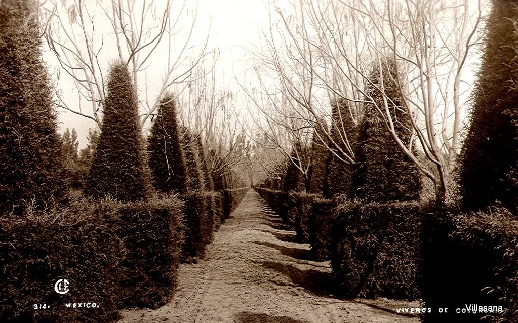 Coyoacan Viveros 2.jpg