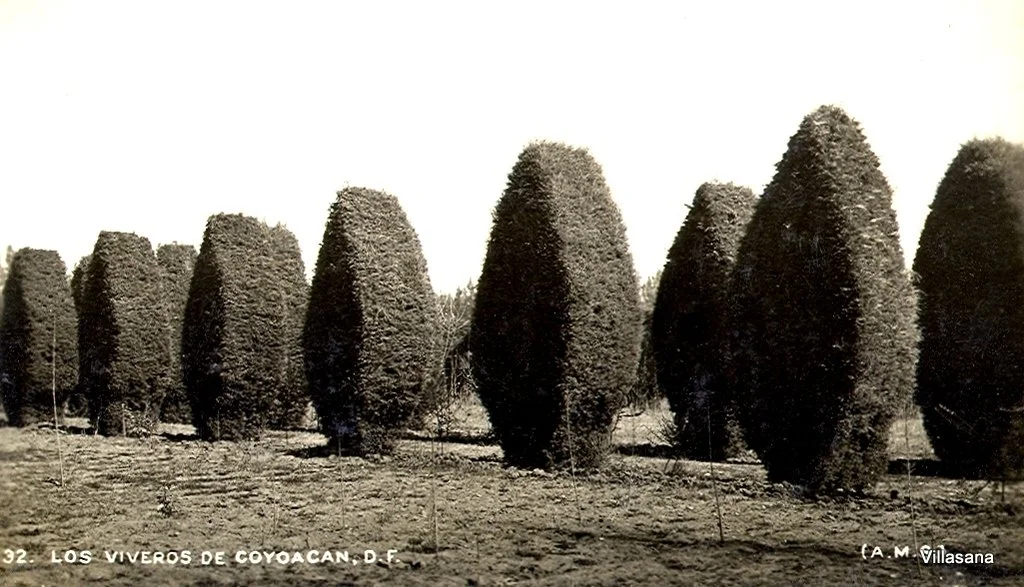 Coyoacan Viveros 3.jpg