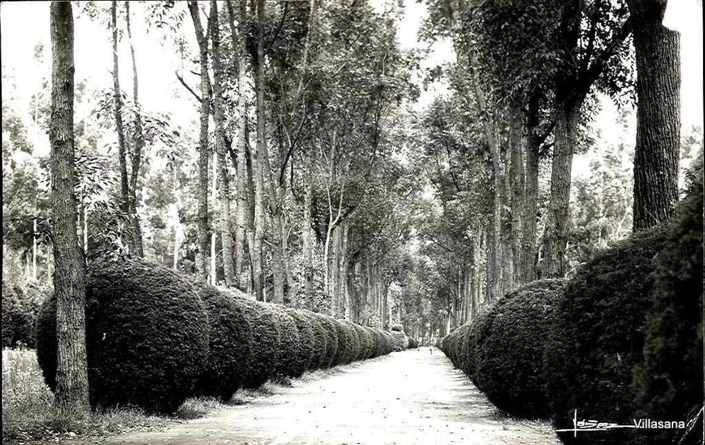 Coyoacan Viveros 5.jpg