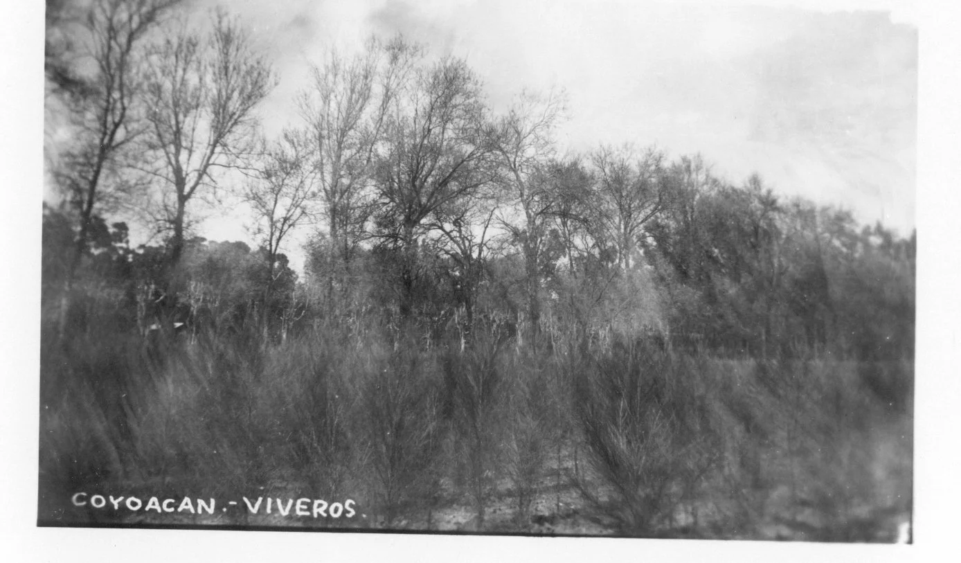 Viveros 3.jpg