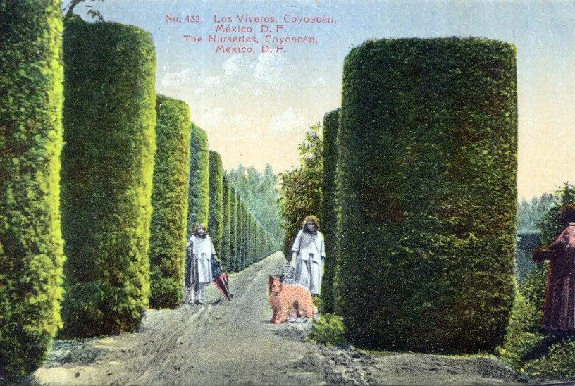 Coyoacan Viveros 6.jpg