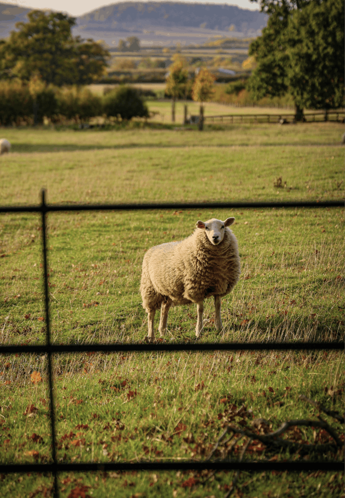 Sheep standing in a fenced grassy pasture with mountains in the background