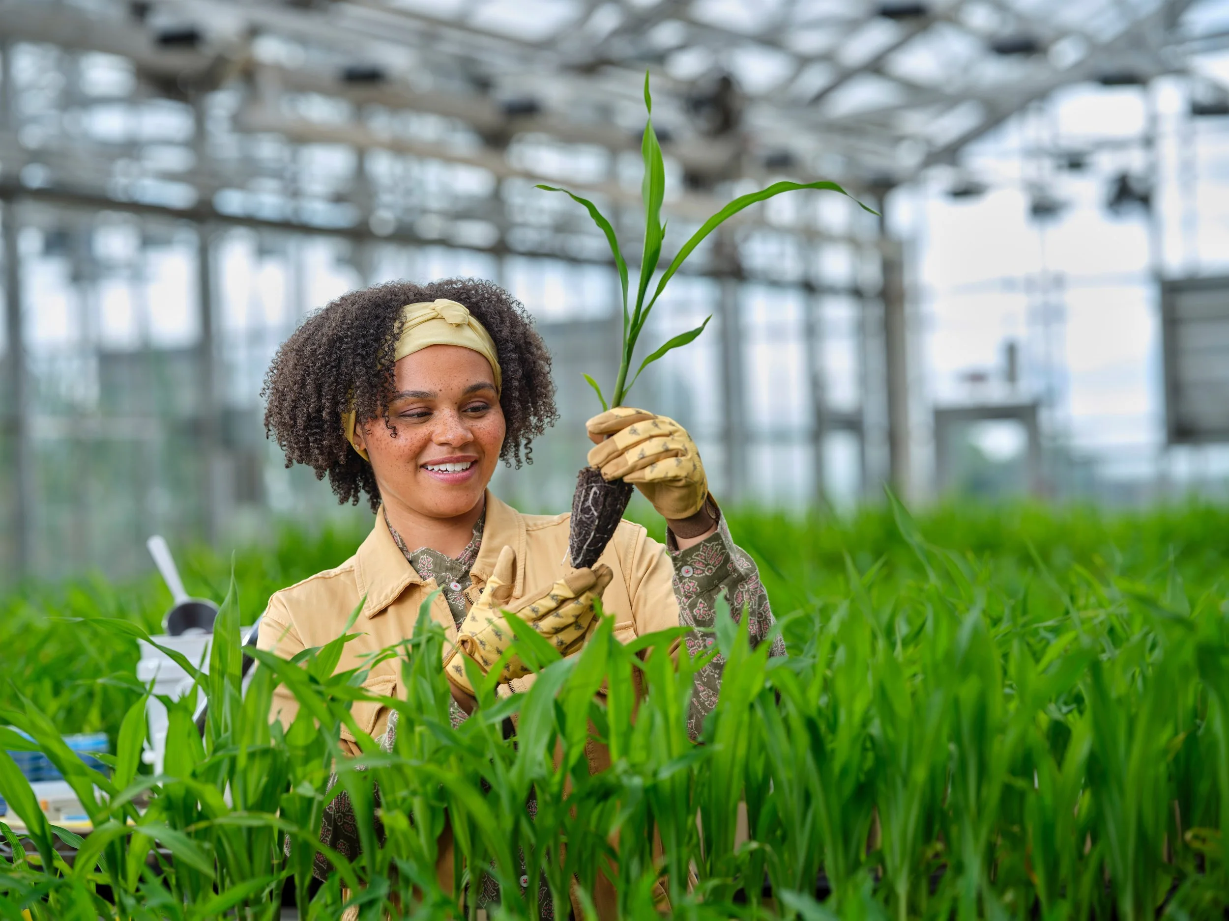 Smiling greenhouse worker in gloves holds a young corn seedling among rows of plants.