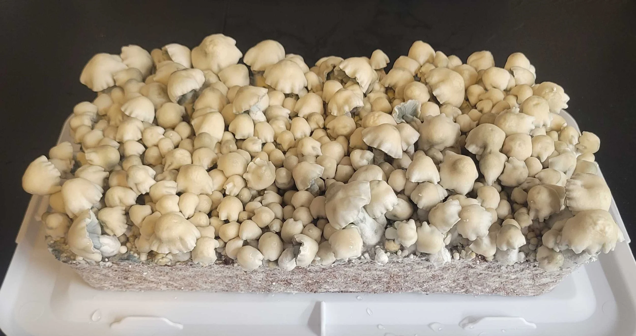 ALBINO TIDAL WAVE