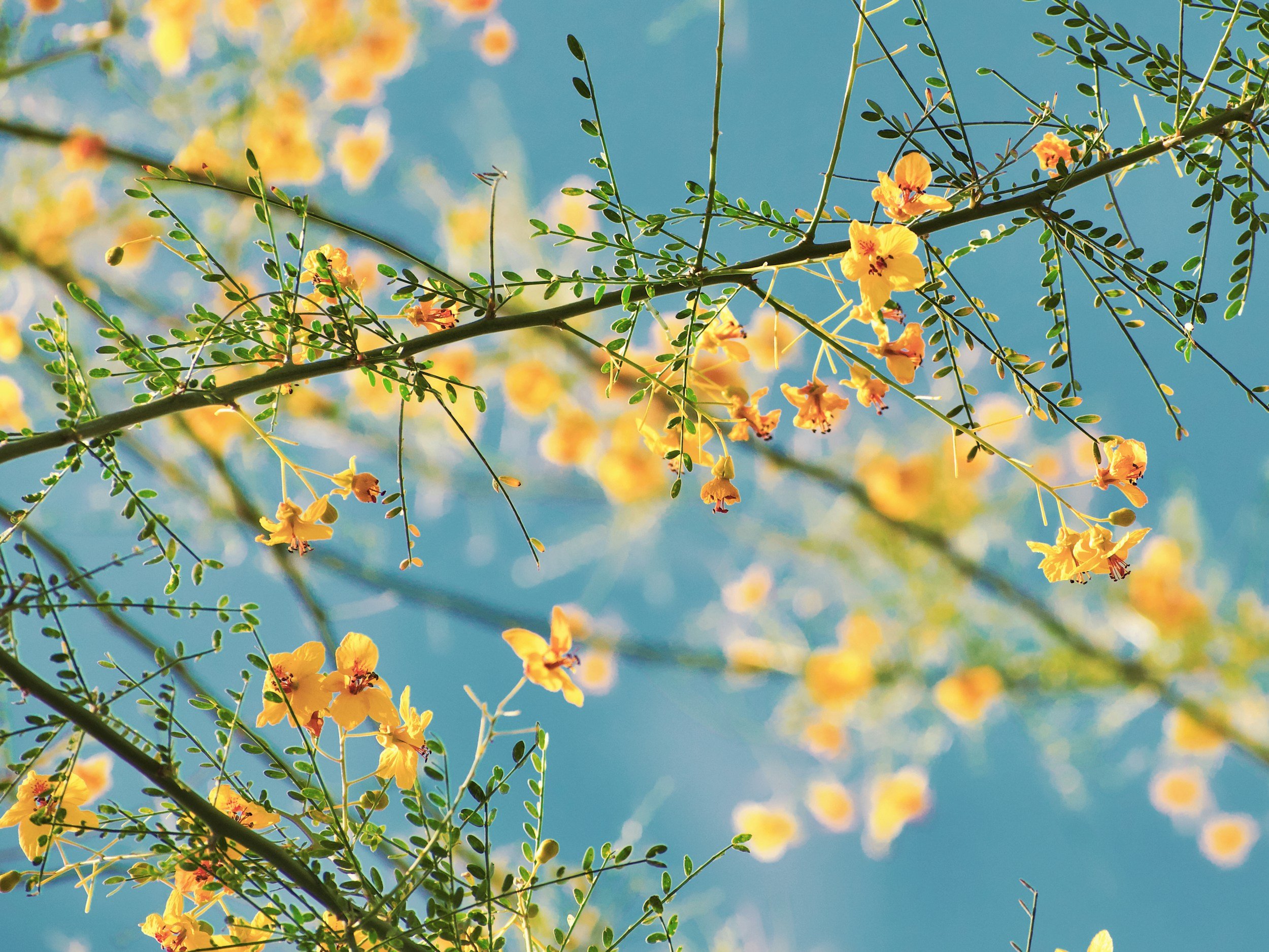 Yellow flowers with green leaves and stems against a blue sky.