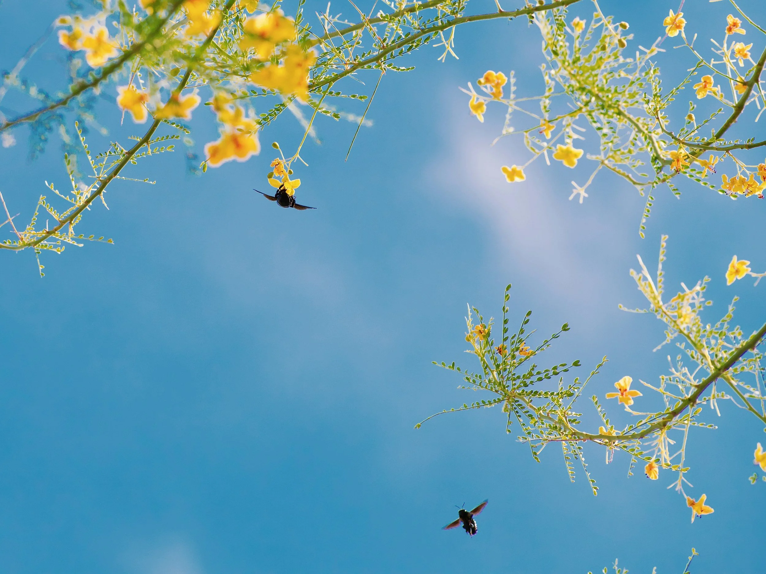 A bee flying among yellow flowers on thin green branches against a bright blue sky.