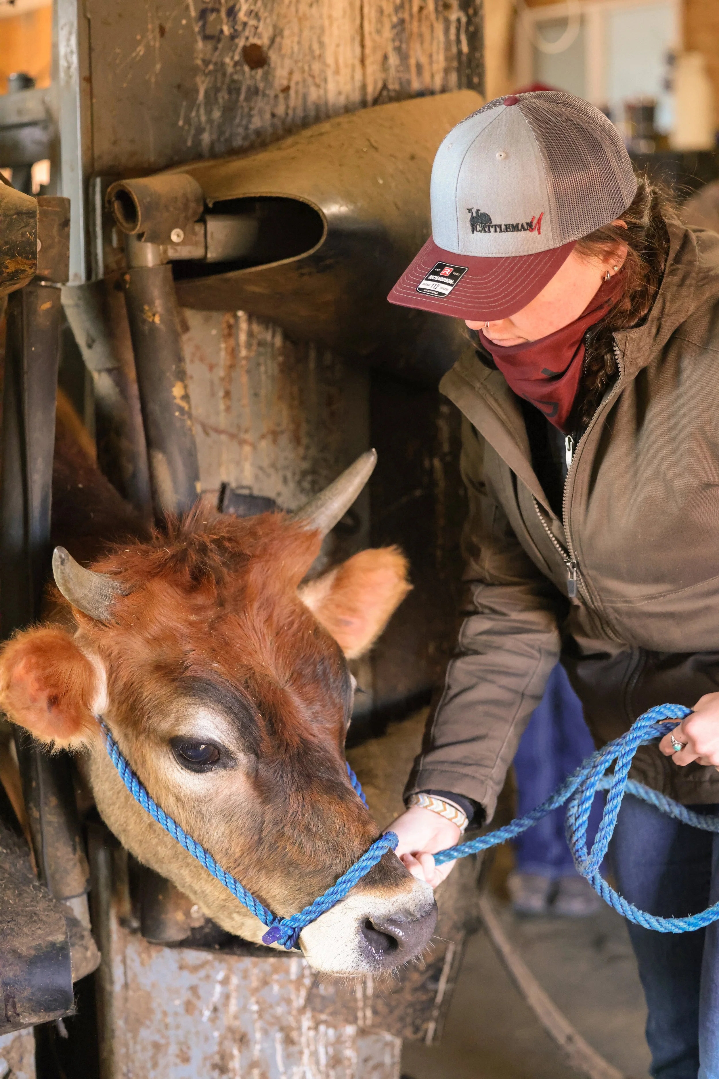 Person in a baseball cap holding a blue rope halter on a brown horned cow inside a rustic livestock stall.
