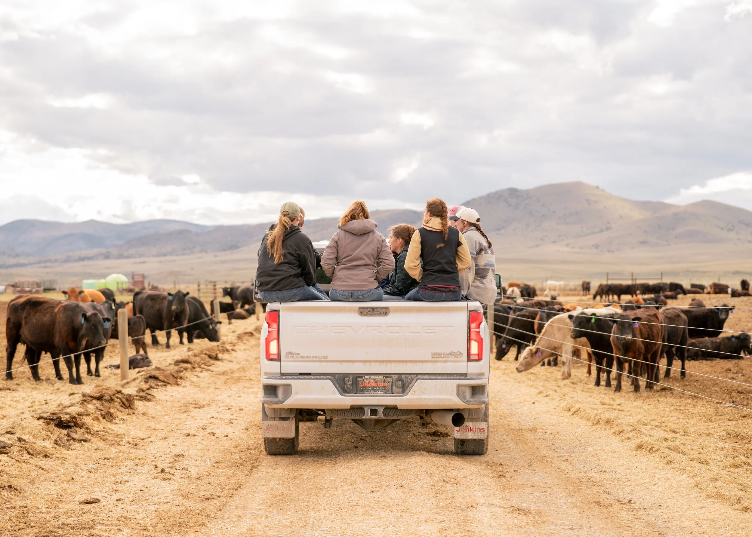 Group of women at ranch camp sitting in a pickup truck bed overlooking cattle in a mountain valley