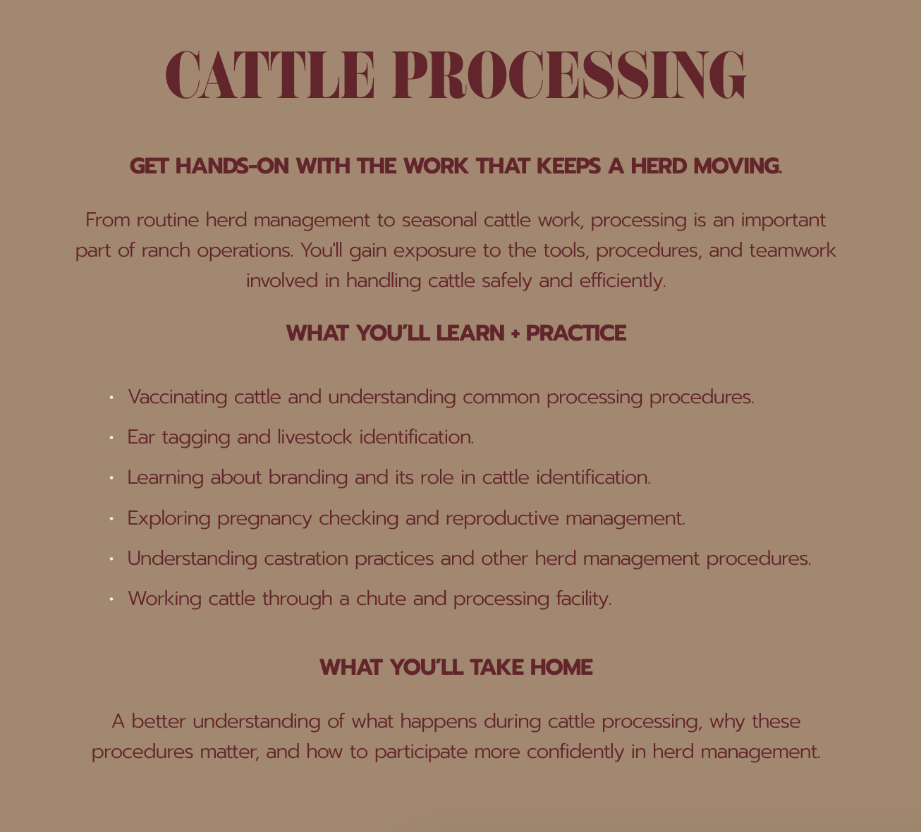 Cattle processing educational flyer outlining hands-on ranch training in vaccination, ear tagging, branding, pregnancy checking, castration, and herd management.